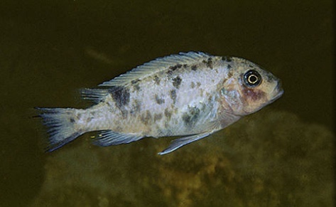 Maylandia callainos 'Chitande Island'